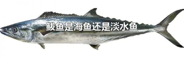 鲅鱼是海鱼还是淡水鱼