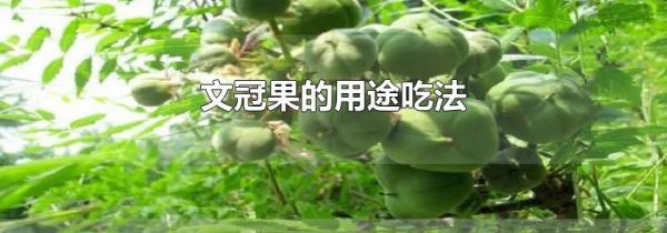 文冠果的用途吃法