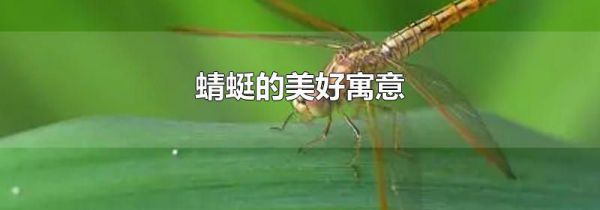 蜻蜓的美好寓意