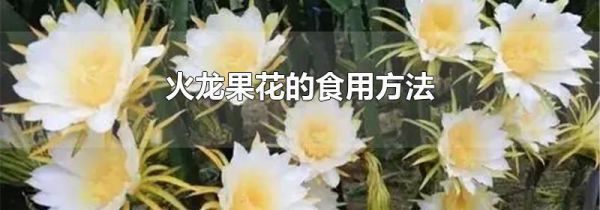 火龙果花的食用方法