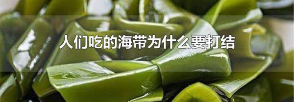 人们吃的海带为什么要打结