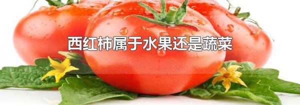 西红柿属于水果还是蔬菜