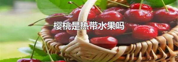 樱桃是热带水果吗