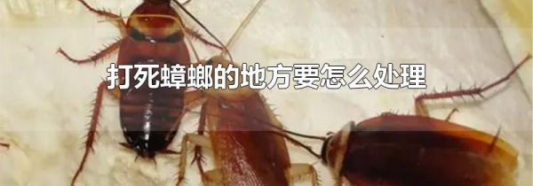 打死蟑螂的地方要怎么处理