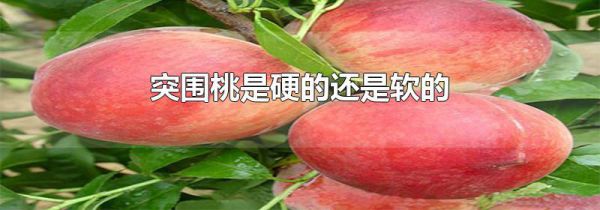 突围桃是硬的还是软的