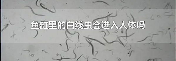 鱼缸里的白线虫会进入人体吗