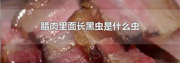 腊肉里面长黑虫是什么虫