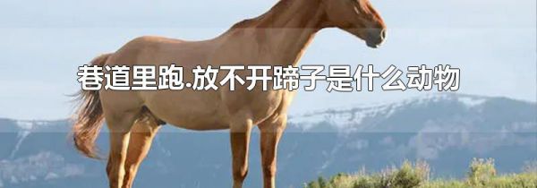巷道里跑.放不开蹄子是什么动物