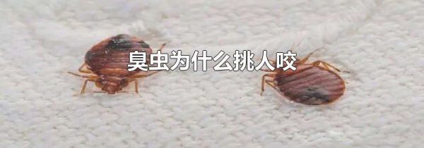 臭虫为什么挑人咬