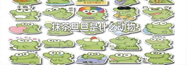 抹茶旦旦是什么动物