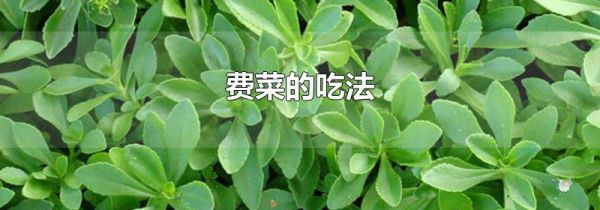 费菜的吃法