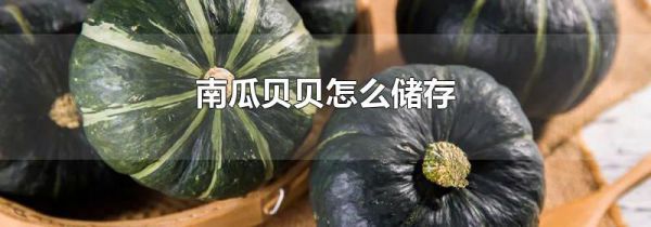 南瓜贝贝怎么储存