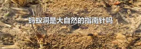蚂蚁洞是大自然的指南针吗