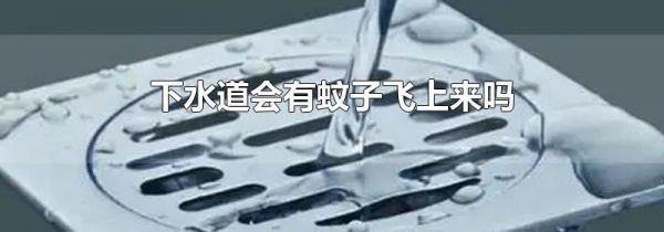 下水道会有蚊子飞上来吗
