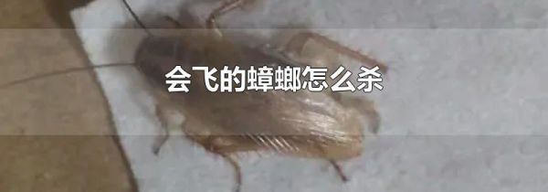 会飞的蟑螂怎么杀