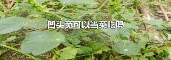 凹头苋可以当菜吃吗