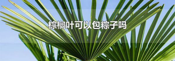 棕榈叶可以包粽子吗