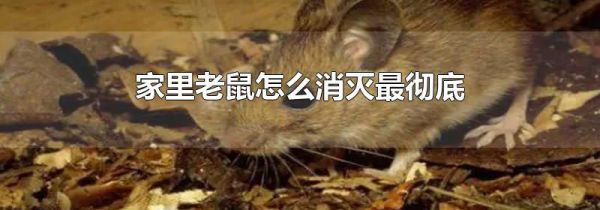 家里老鼠怎么消灭最彻底
