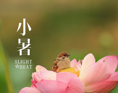小暑是进伏的第一天吗？