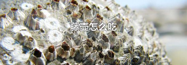 藤壶怎么吃