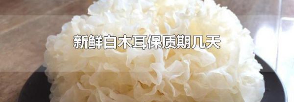新鲜白木耳保质期几天