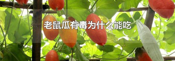 老鼠瓜有毒为什么能吃