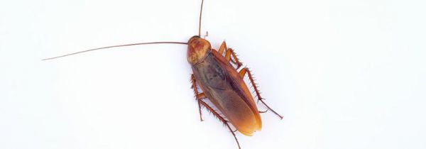 怎样杀死蟑螂