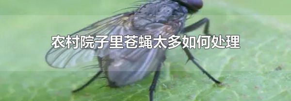 农村院子里苍蝇太多如何处理