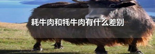 耗牛肉和牦牛肉有什么差别