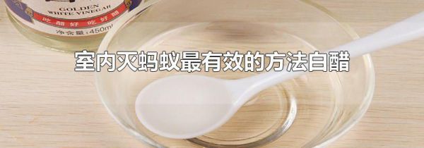 室内灭蚂蚁最有效的方法白醋