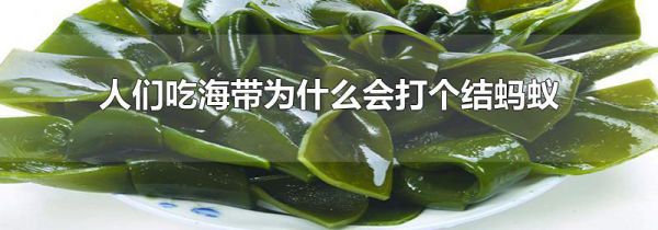 人们吃海带为什么会打个结蚂蚁