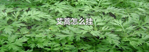 艾蒿怎么挂