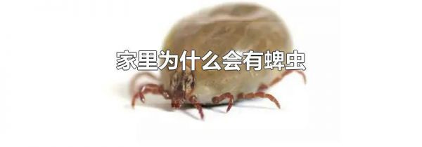 家里为什么会有蜱虫