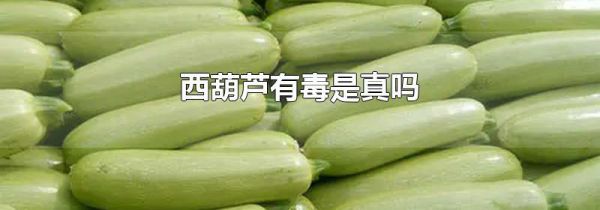 西葫芦有毒是真吗