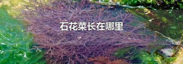 石花菜长在哪里