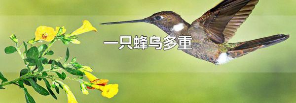 一只蜂鸟多重