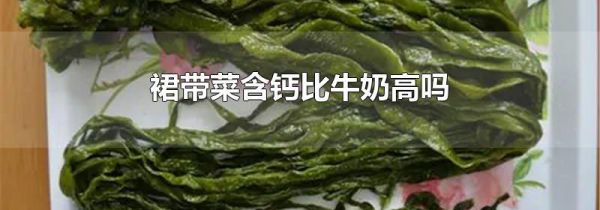 裙带菜含钙比牛奶高吗