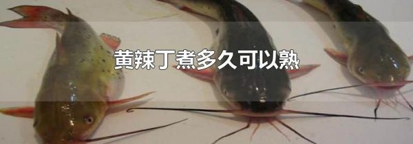 黄辣丁煮多久可以熟