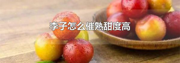 李子怎么催熟甜度高