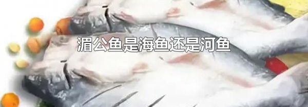 湄公鱼是海鱼还是河鱼