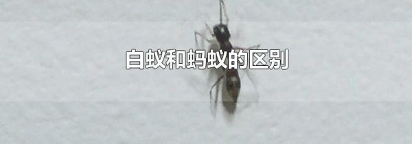 白蚁和蚂蚁的区别