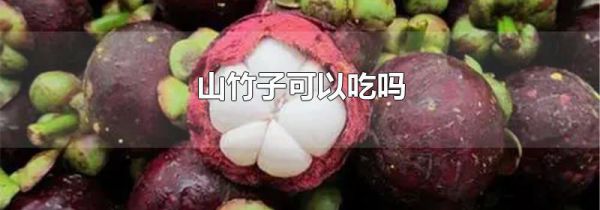 山竹子可以吃吗