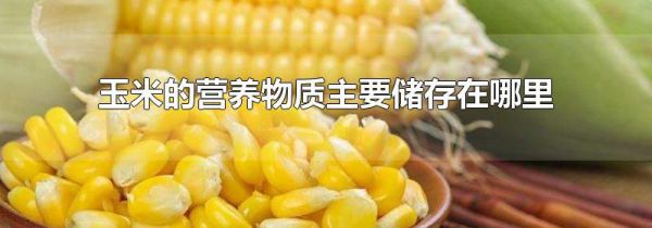 玉米的营养物质主要储存在哪里