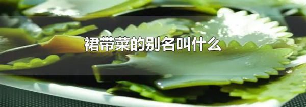 裙带菜的别名叫什么