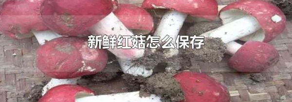 新鲜红菇怎么保存