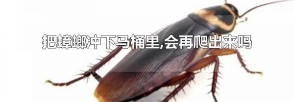 把蟑螂冲下马桶里,会再爬出来吗