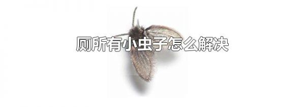 厕所有小虫子怎么解决