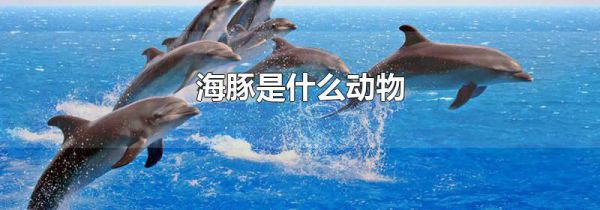 海豚是什么动物