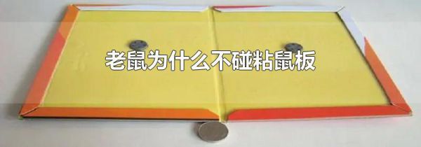 老鼠为什么不碰粘鼠板