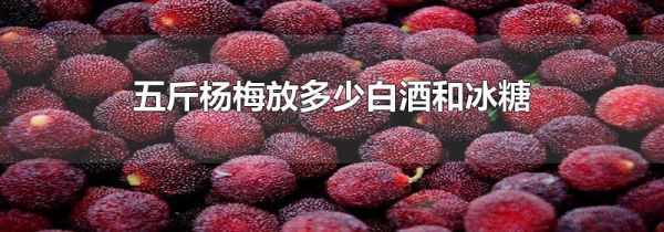 五斤杨梅放多少白酒和冰糖